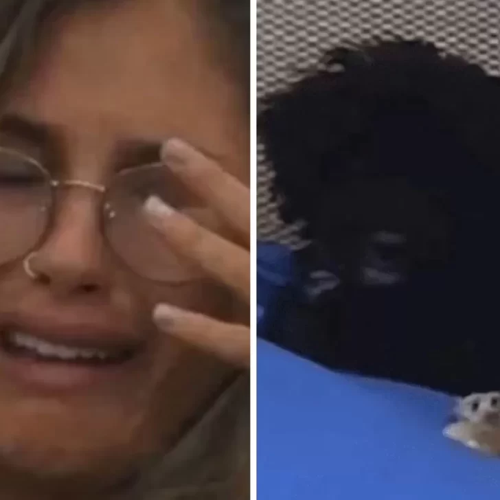Video. Uno de los perritos mordió a Julieta de Gran Hermano y las redes estallaron