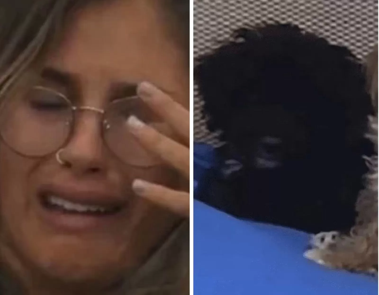 Video. Uno de los perritos mordió a Julieta de Gran Hermano y las redes estallaron