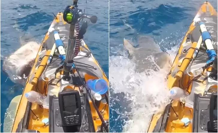 Navegaba en kayak, fue atacado por un tiburón y su reacción se volvió viral