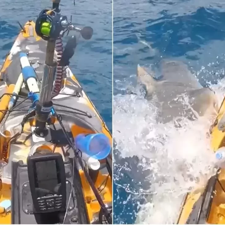 Navegaba en kayak, fue atacado por un tiburón y su reacción se volvió viral