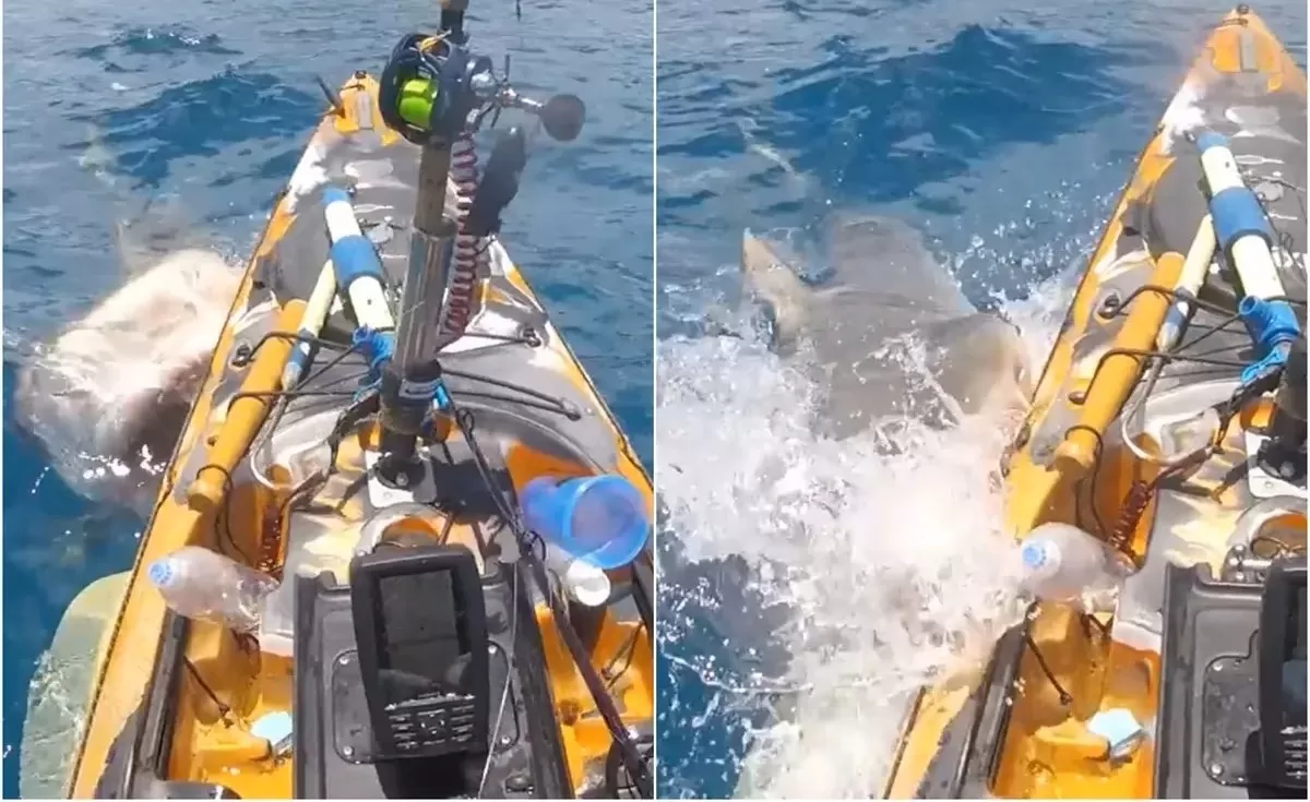 Navegaba en kayak, fue atacado por un tiburón y su reacción se volvió viral