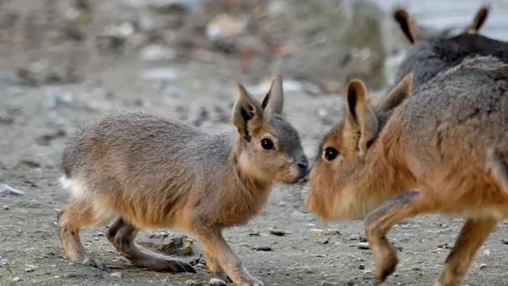 La Mara: la particular especie que sólo habita en la Argentina y se encuentra en peligro de extinción