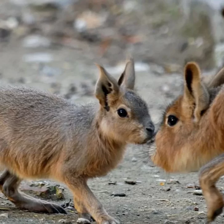 La Mara: la particular especie que sólo habita en la Argentina y se encuentra en peligro de extinción