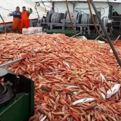 Pesca fiscalizó cerca del 100% de la descarga de langostino en aguas nacionales