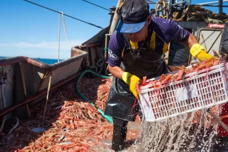 Pesca: la aparición de un tipo de langostino fuera de la zona de veda permanente dinamizó las descargas