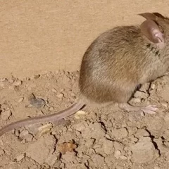 ¿Cómo sacar una lauchita de la casa de forma segura y sin matarla?