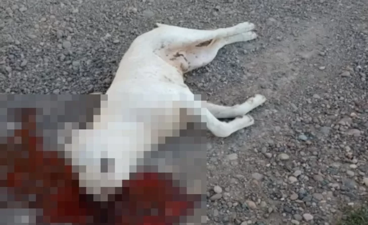 Mató al perro de su vecino de un balazo en la cabeza y sin motivo alguno 