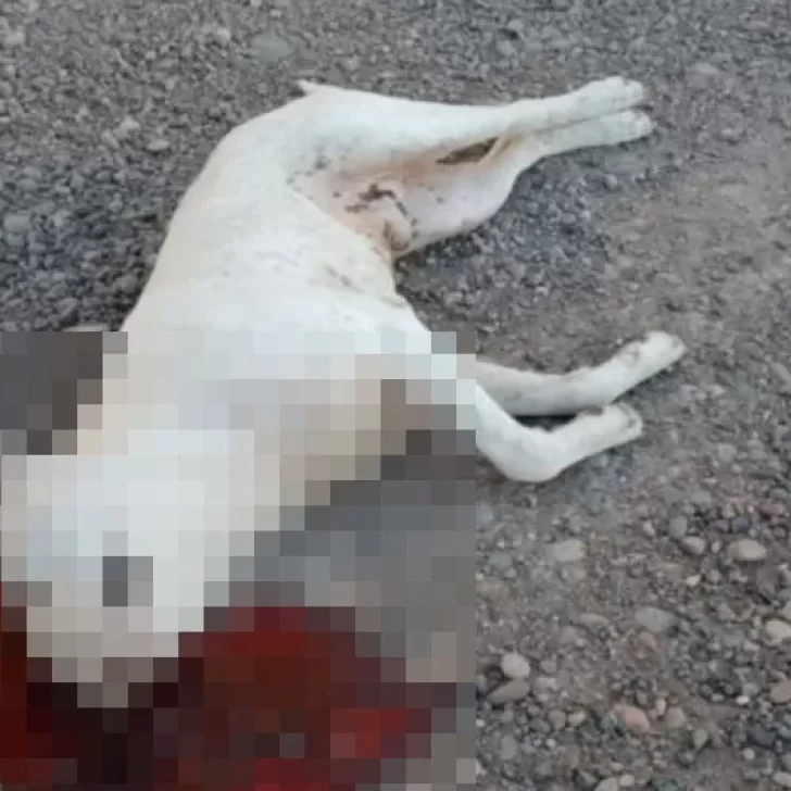Mató al perro de su vecino de un balazo en la cabeza y sin motivo alguno Mató al perro de su vecino de un balazo en la cabeza y sin motivo alguno