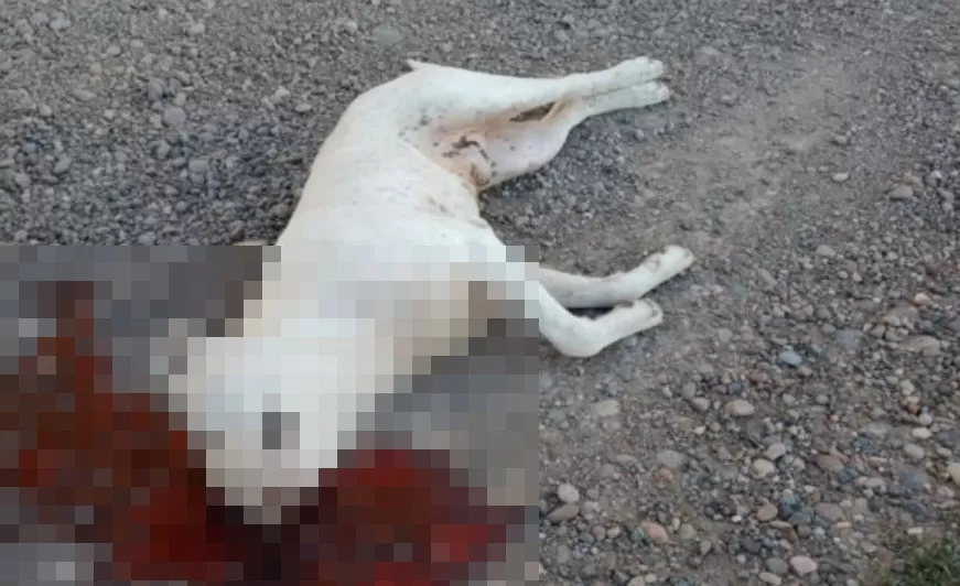 Mató al perro de su vecino de un balazo en la cabeza y sin motivo alguno Mató al perro de su vecino de un balazo en la cabeza y sin motivo alguno