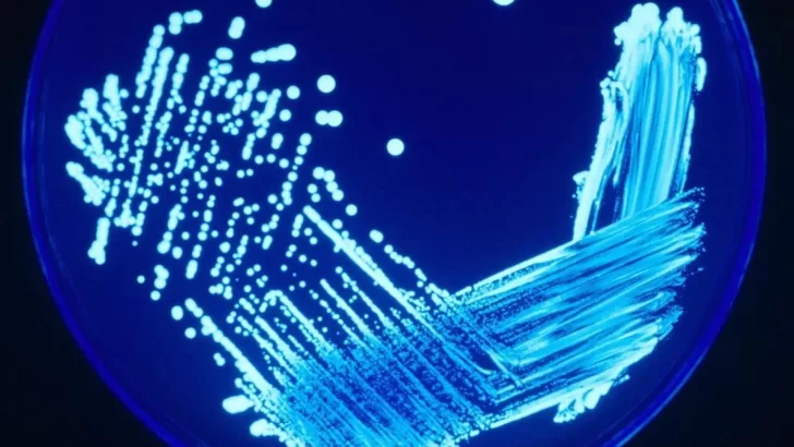 Qué es la Legionella, cómo se transmite y qué tan contagiosa es