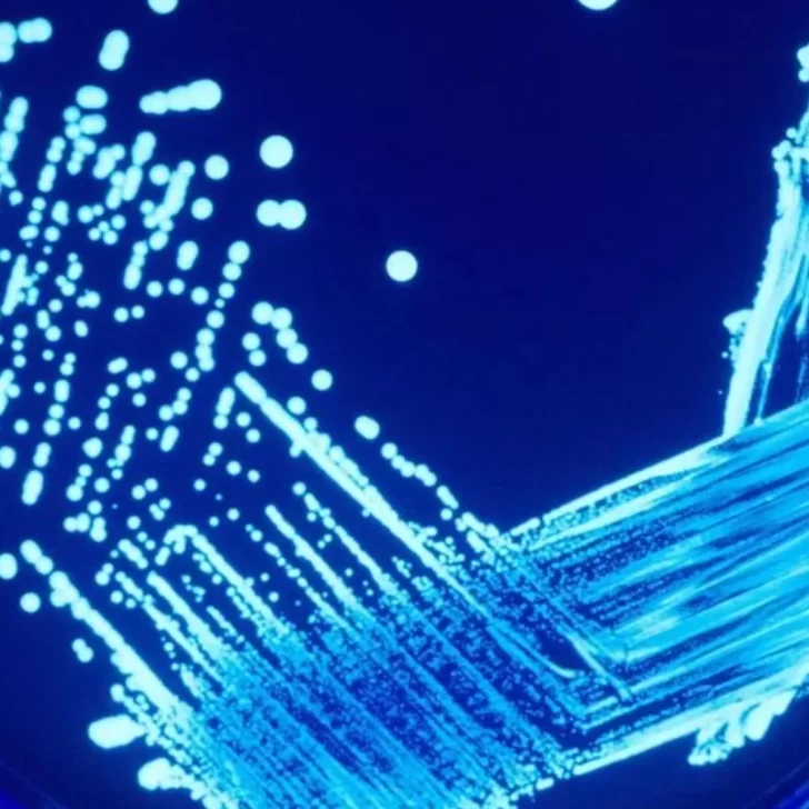 Qué es la Legionella, cómo se transmite y qué tan contagiosa es