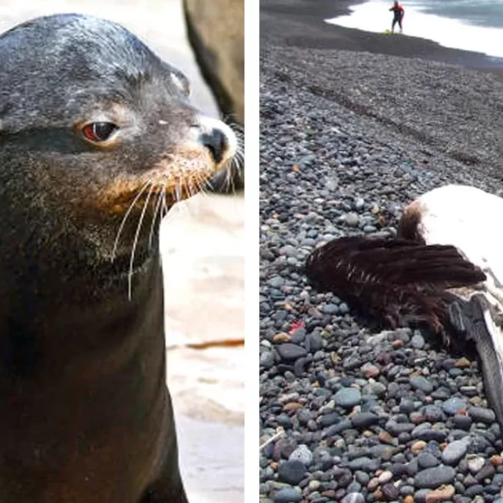Recomendaciones ante casos de lobos marinos con gripe aviar en Santa Cruz