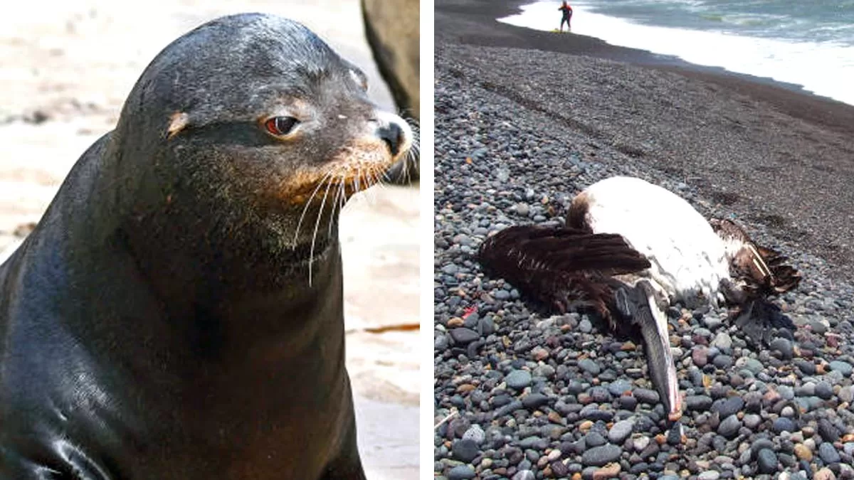 Recomendaciones ante casos de lobos marinos con gripe aviar en Santa Cruz