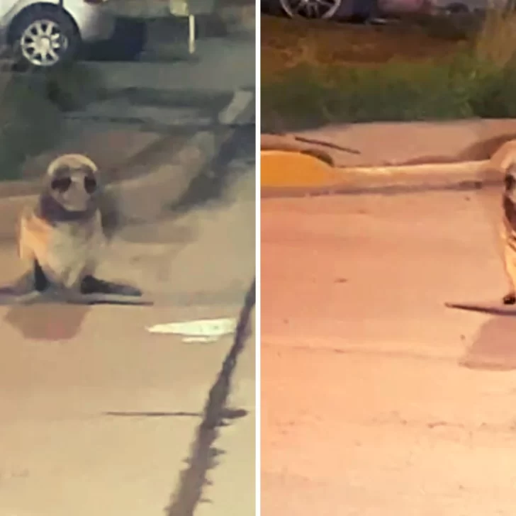 Video. Apareció un lobo marino paseando por las calles del barrio Belgrano