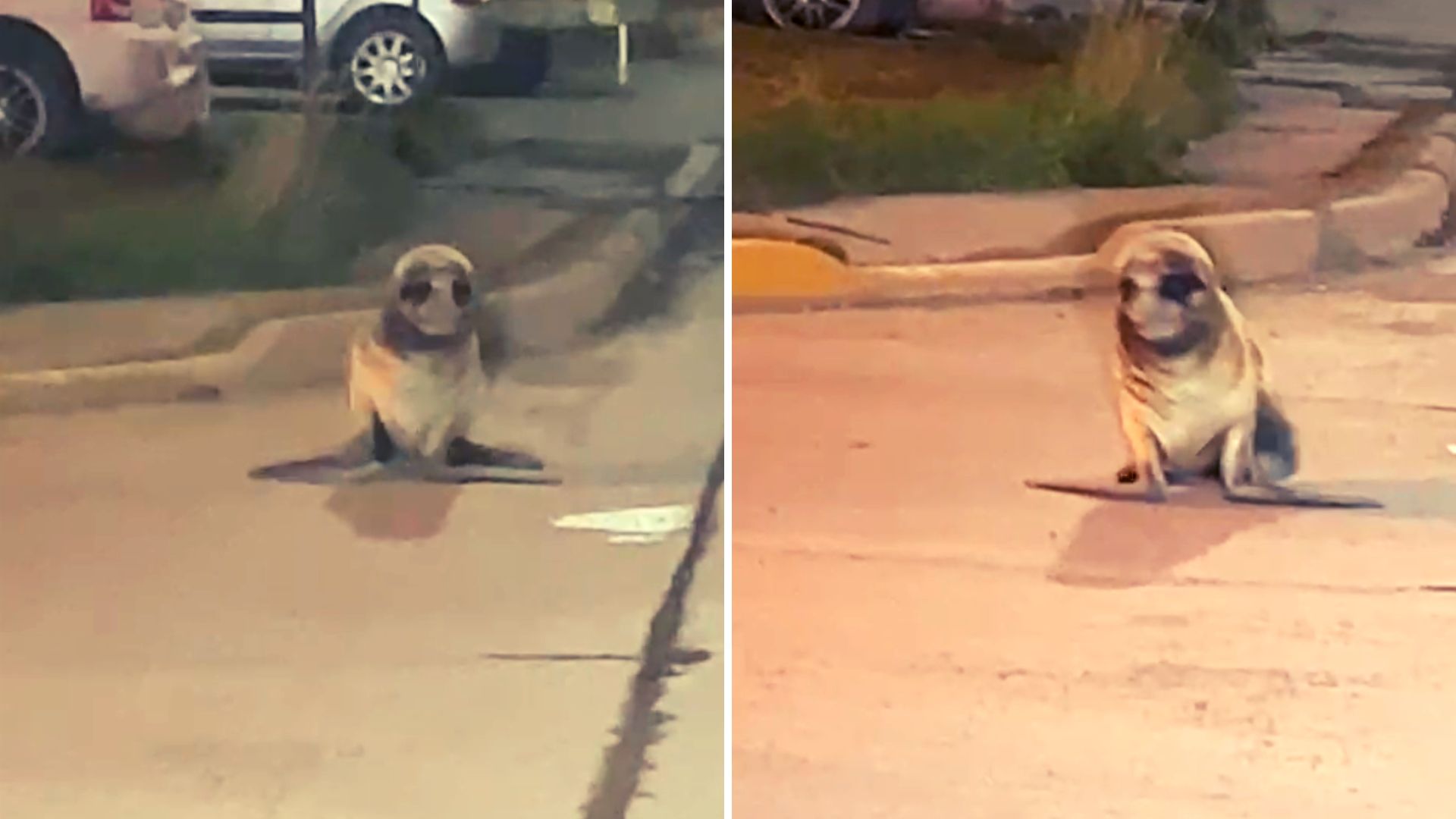 Video. Apareció un lobo marino paseando por las calles del barrio Belgrano