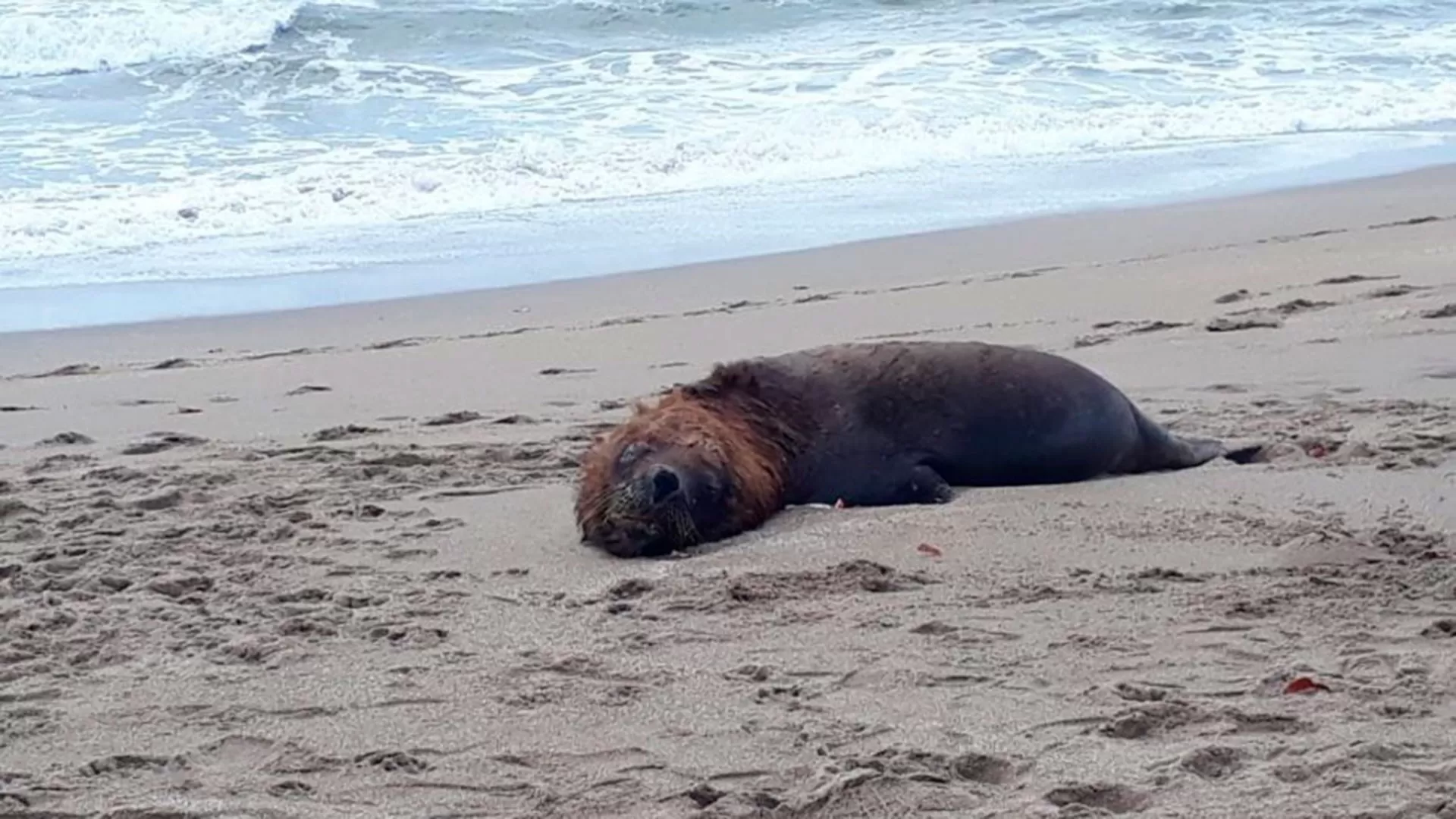 En alerta: ya suman unos 30 casos de gripe aviar en lobos marinos en Santa Cruz