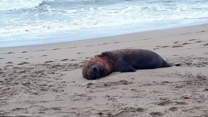 Detectaron gripe aviar en lobos marinos muertos en Santa Cruz 