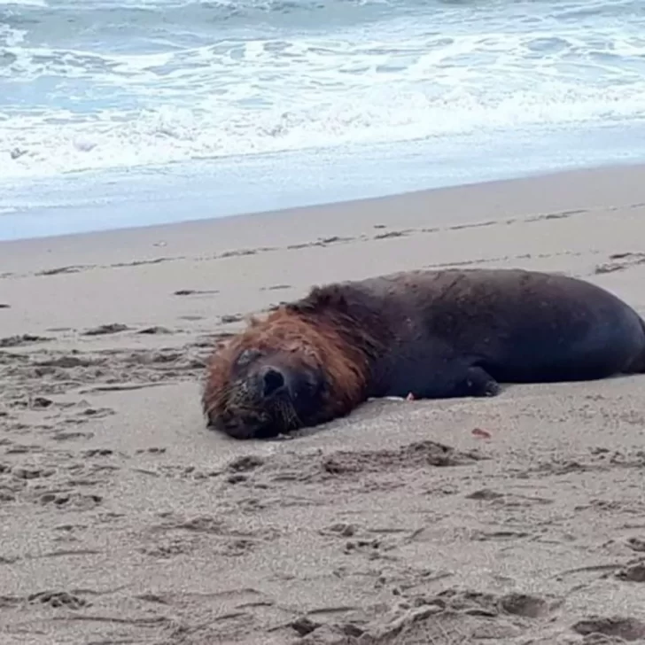 Detectaron gripe aviar en lobos marinos muertos en Santa Cruz 