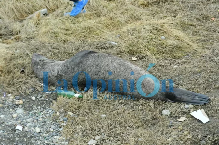 Apareció un lobo marino muerto por gripe aviar en Río Gallegos: qué precauciones tener en cuenta