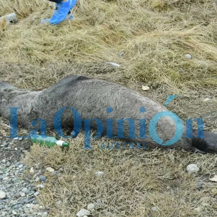 Apareció un lobo marino muerto por gripe aviar en Río Gallegos: qué precauciones tener en cuenta