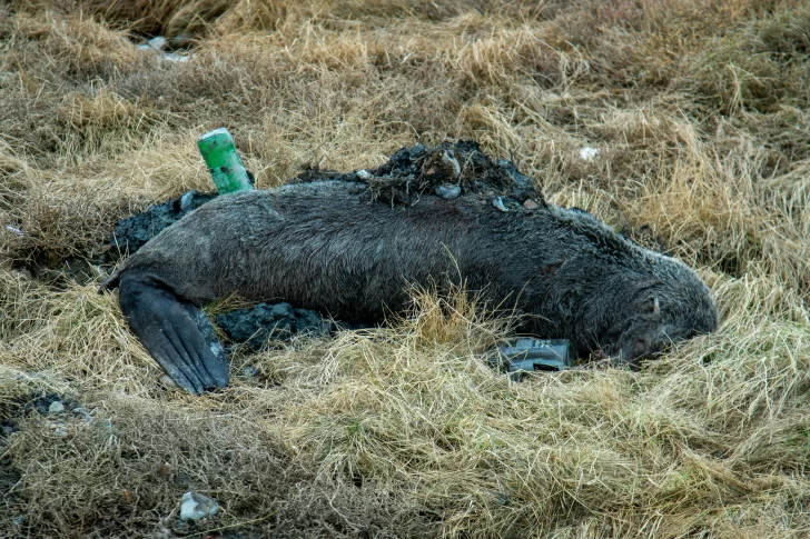 Sea lions die from bird flu ria-de-rio-gallegos-1-728x485