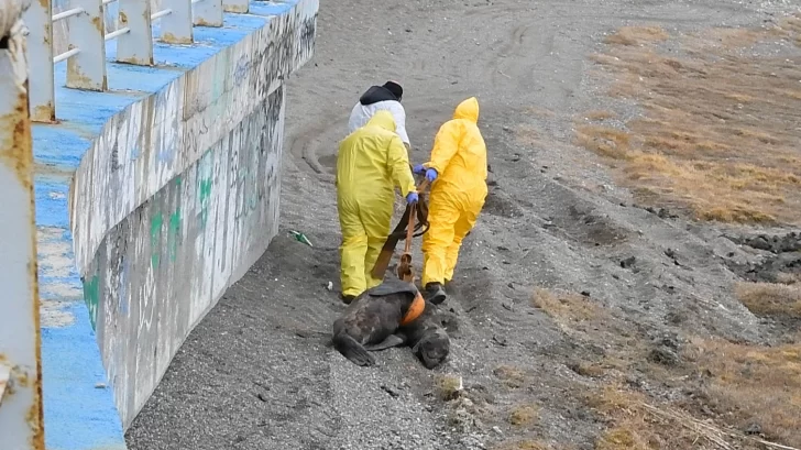 Sea lions die from bird flu ria-de-rio-gallegos-2-728x409