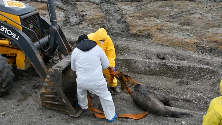 Alerta ambiental: crece la cifra de lobos marinos muertos por gripe aviar