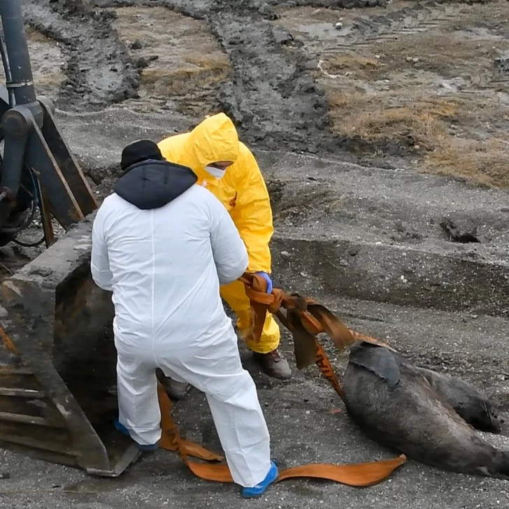 Alerta ambiental: crece la cifra de lobos marinos muertos por gripe aviar