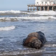Encontraron lobos marinos muertos por gripe aviar en playas de Mar del Plata