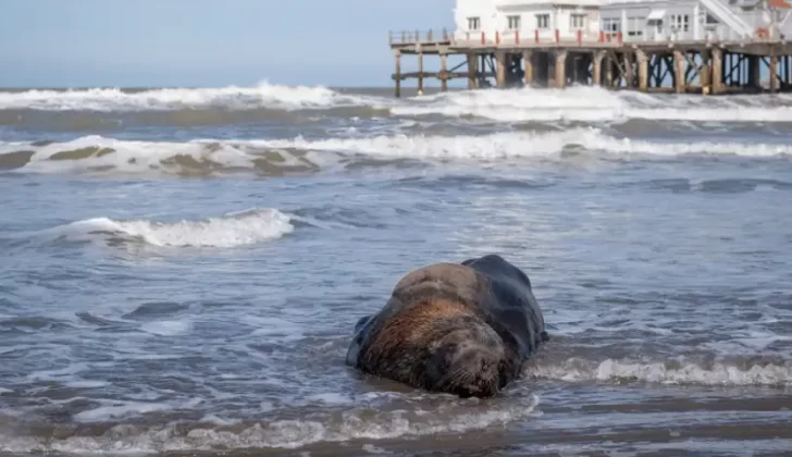 Encontraron lobos marinos muertos por gripe aviar en playas de Mar del Plata
