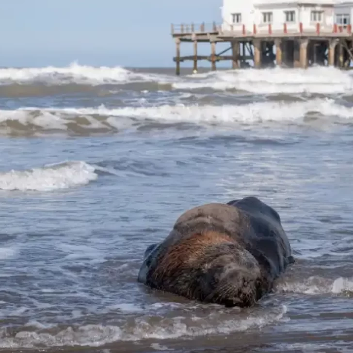 Encontraron lobos marinos muertos por gripe aviar en playas de Mar del Plata