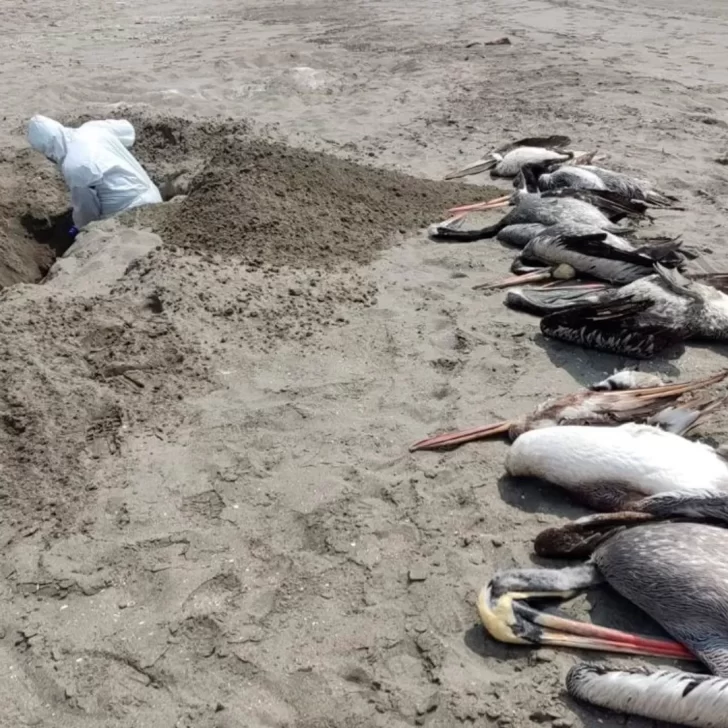 Gripe aviar: pusieron carteles en la costa de Tierra del Fuego tras la muerte de lobos marinos