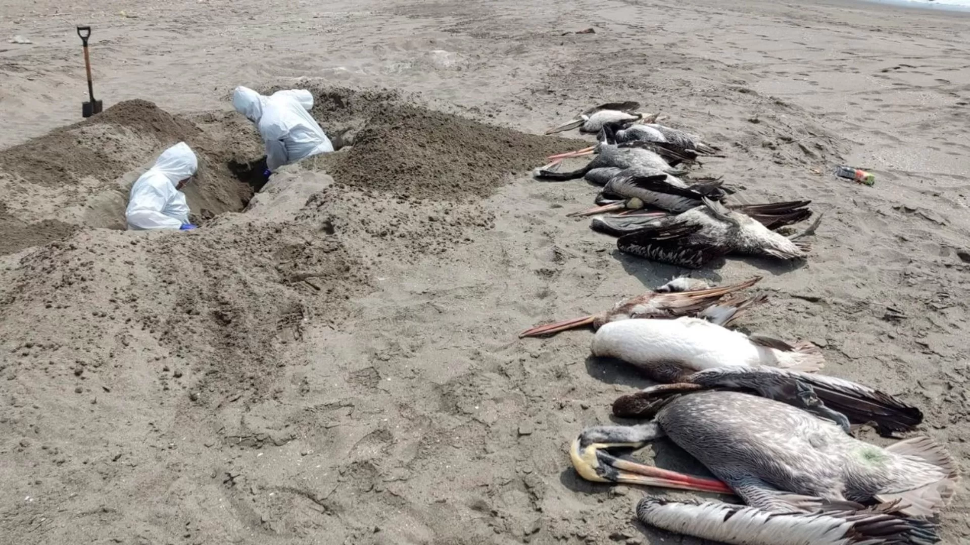 Gripe aviar: pusieron carteles en la costa de Tierra del Fuego tras la muerte de lobos marinos