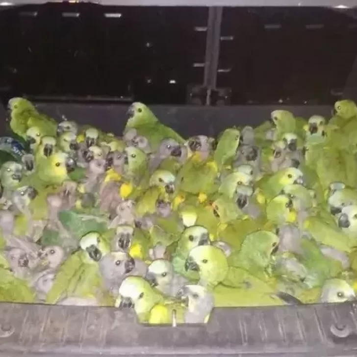 Video. Rescataron a 100 loros que estaban ocultos en un baúl
