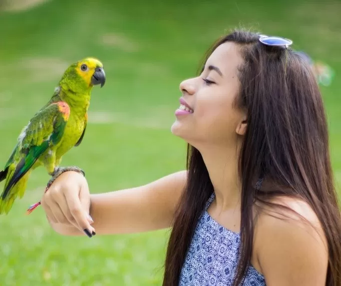 ¿Cómo enseñarle a hablar a un loro?