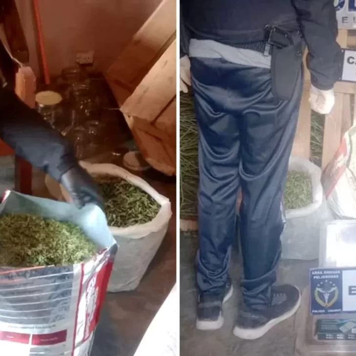 La policía atendió una denuncia por violencia de género y descubren plantación de marihuana valuada en $10 millones