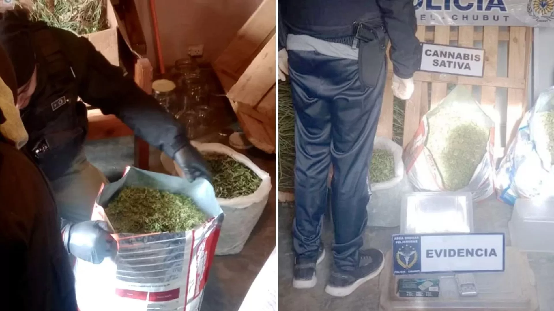 La policía atendió una denuncia por violencia de género y descubren plantación de marihuana valuada en $10 millones