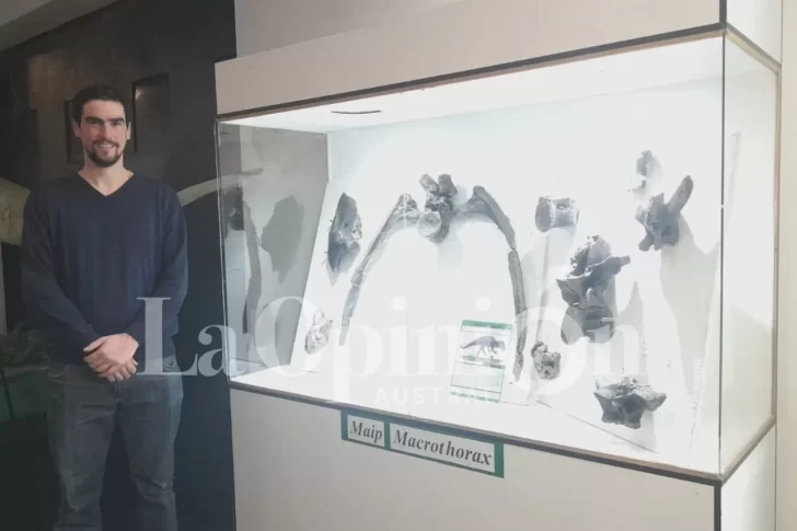 Las copias de los fósiles del Maip, el dinosaurio más grande de Santa Cruz, ya se exhiben en el Museo Padre Molina