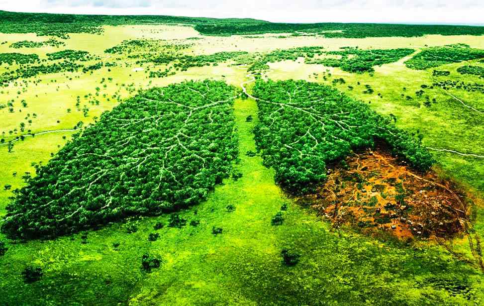 Día Mundial del Medio Ambiente: ¿Por qué se conmemora este 5 de junio?
