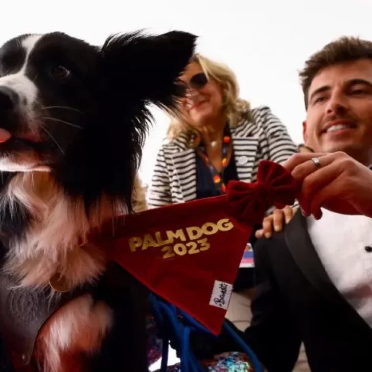 Messi, el perro que se llevó el premio a mejor interpretación en el Festival de Cannes
