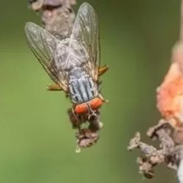 La mosca vampiro mata sin piedad a 21 especies de aves La mosca vampiro mata sin piedad a 21 especies de aves