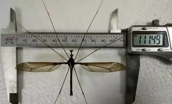 Qué son los “mosquitos gigantes” que invaden Santa Cruz