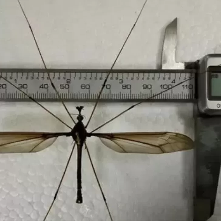 Qué son los “mosquitos gigantes” que invaden Santa Cruz