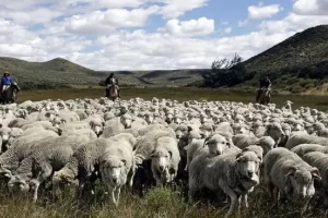 Productores locales sobre la Ley de Inviolabilidad de la Propiedad: “El camino no es la prohibición del capital, sino la reglamentación inteligente del uso de la tierra” Productores locales sobre la Ley de Inviolabilidad de la Propiedad: “El camino no es la prohibición del capital, sino la reglamentación inteligente del uso de la tierra”