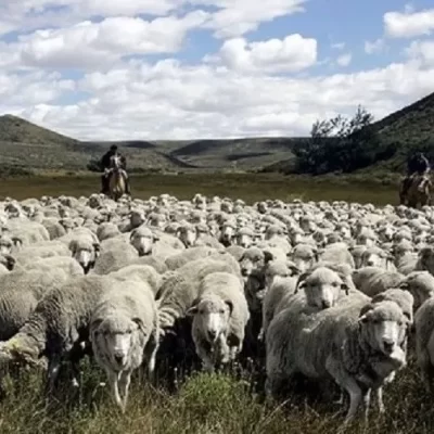 Productores locales sobre la Ley de Inviolabilidad de la Propiedad: “El camino no es la prohibición del capital, sino la reglamentación inteligente del uso de la tierra”