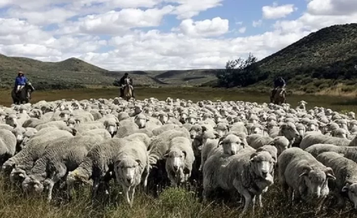 Programa “Lanar”: cómo inscribirse para recibir la compensación para productores ovinos