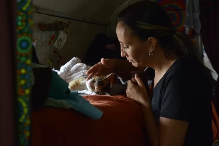 Viajan en familia rumbo a Alaska y necesitan que un veterinario cure a Pampita, la gatita que rescataron en la ruta