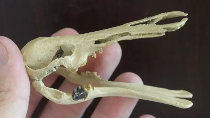 Cómo era el Patagorhynchus pascuali, el extraño mamífero prehistórico descubierto en Santa Cruz
