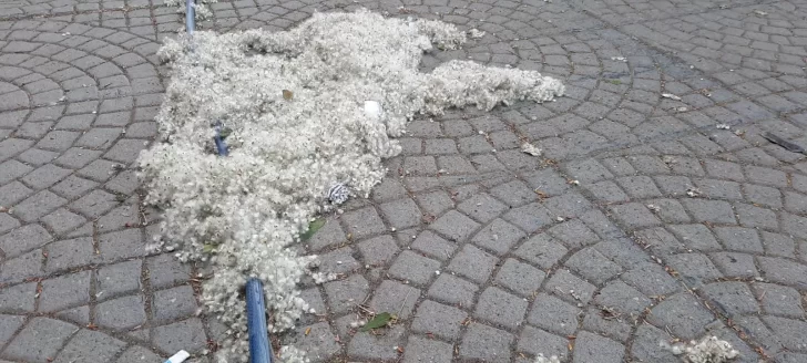 Aparecieron las primeras “pelusas” blancas de la temporada: ¿qué pueden provocar?