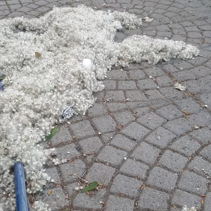 Aparecieron las primeras “pelusas” blancas de la temporada: ¿qué pueden provocar?